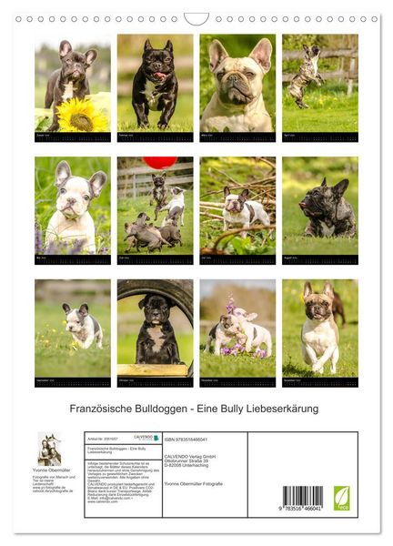 Produktbild: Franz&ouml;sische Bulldoggen - Eine Bully Liebeserk&auml;rung (Wandkalender 2026 DIN A3 hoch), CALVENDO Monatskalender