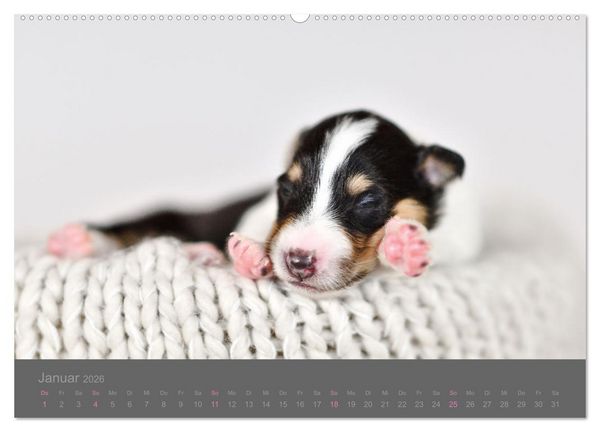 Produktbild: Collie Welpen einfach zuckers&uuml;&szlig; (hochwertiger Premium Wandkalender 2026 DIN A2 quer), Kunstdruck in Hochglanz