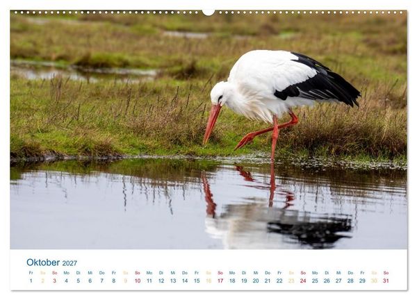 Produktbild: Sankt Peter-Ording - Str&auml;nde, D&uuml;nen, Weite (Wandkalender 2027 DIN A2 quer), CALVENDO Monatskalender