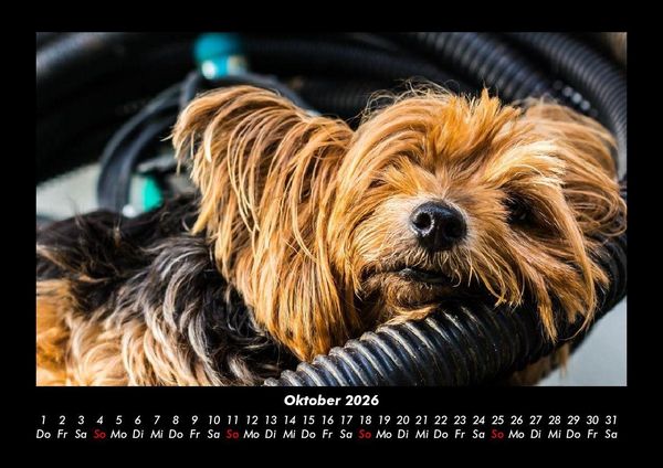 Produktbild: Hunde 2026 Fotokalender DIN A3