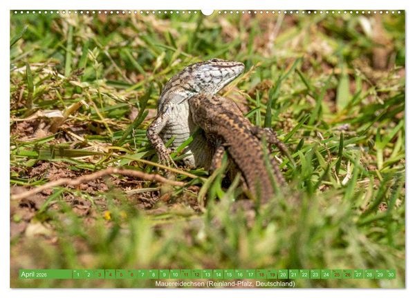 Produktbild: Reptilien wild und sch&ouml;n (Wandkalender 2026 DIN A2 quer), CALVENDO Monatskalender