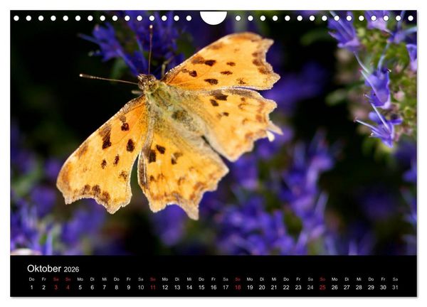 Produktbild: Heimische Schmetterlinge (Wandkalender 2026 DIN A4 quer), CALVENDO Monatskalender