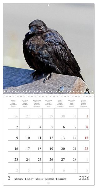 Produktbild: Crow Babies - Black, cute & always hungry (Wall Calendar 2026 12 &times; 12 Inch) CALVENDO 12 Month Wall Calendar