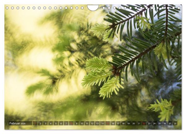 Produktbild: Feng Shui Farben - Element: Holz (Wandkalender 2026 DIN A4 quer), CALVENDO Monatskalender