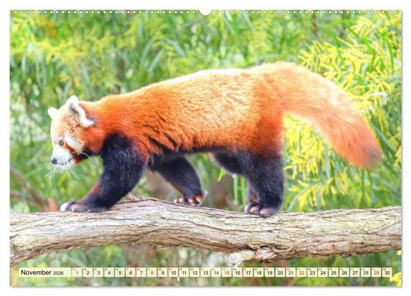 Produktbild: Roter Panda. Die superknuddeligen Katzenb&auml;ren (hochwertiger Premium Wandkalender 2026 DIN A2 quer), Kunstdruck in Hochglanz