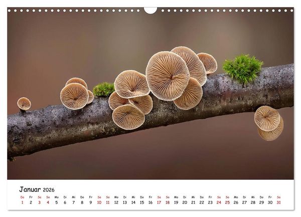 Produktbild: Pilzgalerie - Heimische Pilze von ihrer sch&ouml;nsten Seite (Wandkalender 2026 DIN A3 quer), CALVENDO Monatskalender