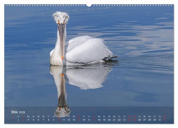 Produktbild: Pelikan-Kalender (hochwertiger Premium Wandkalender 2026 DIN A2 quer), Kunstdruck in Hochglanz