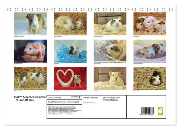 Produktbild: BABY Meerschweinchen Traumhaft s&uuml;&szlig; (Tischkalender 2026 DIN A5 quer), CALVENDO Monatskalender