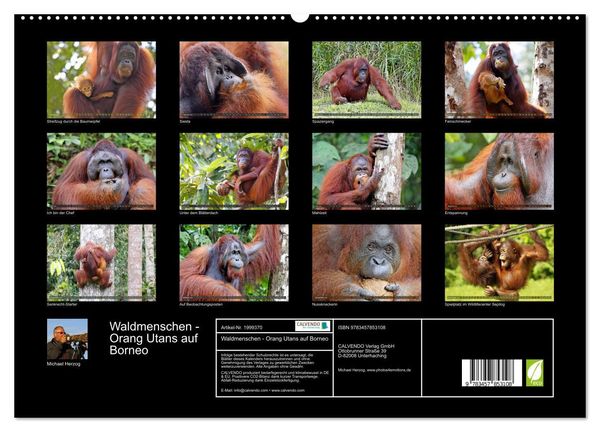 Produktbild: Waldmenschen - Orang Utans auf Borneo (hochwertiger Premium Wandkalender 2026 DIN A2 quer), Kunstdruck in Hochglanz