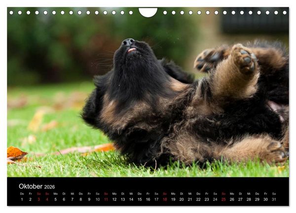 Produktbild: Deutscher Sch&auml;ferhund - Welpen (Wandkalender 2026 DIN A4 quer), CALVENDO Monatskalender