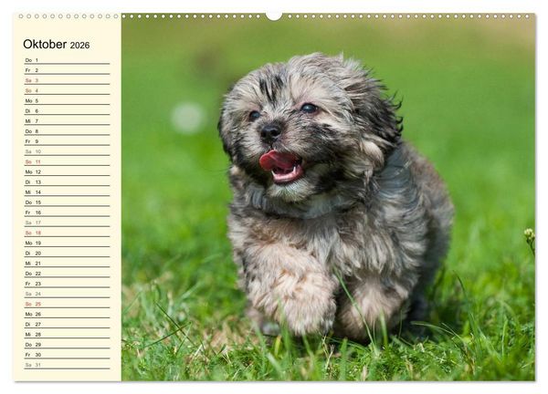 Produktbild: Kobolde auf 4 Pfoten - Bolonka Zwetna (Wandkalender 2026 DIN A2 quer), CALVENDO Monatskalender