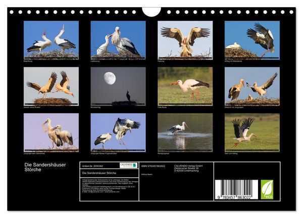 Produktbild: Die Sandersh&auml;user St&ouml;rche (Wandkalender 2026 DIN A4 quer), CALVENDO Monatskalender