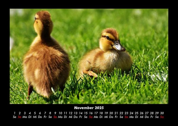 Produktbild: Enten 2025 Fotokalender DIN A3