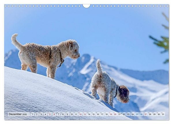 Produktbild: Lagotto Romagnolo in den Alpen 2026 (Wandkalender 2026 DIN A3 quer), CALVENDO Monatskalender