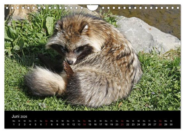 Produktbild: Marderhunde (Wandkalender 2026 DIN A4 quer), CALVENDO Monatskalender