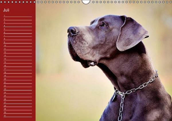 Produktbild: Deutsche Doggen / Geburtstagskalender (Wandkalender immerw&auml;hrend DIN A3 quer)