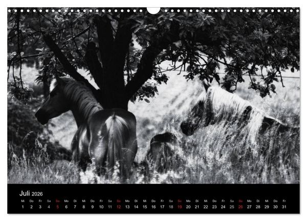 Produktbild: Pferde 2026 Wild Thing (Wandkalender 2026 DIN A3 quer), CALVENDO Monatskalender