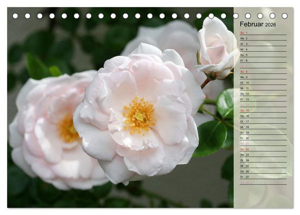 Produktbild: Rosensommer (Tischkalender 2026 DIN A5 quer), CALVENDO Monatskalender