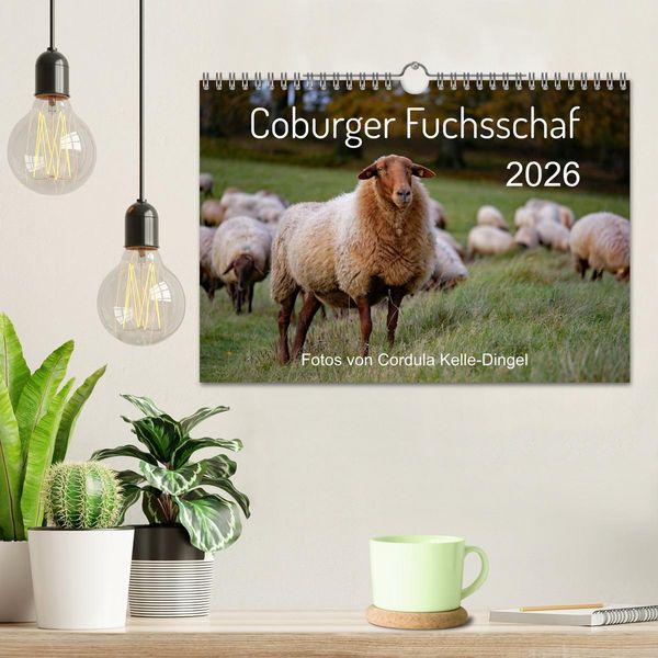 Produktbild: Coburger Fuchsschaf (Wandkalender 2026 DIN A4 quer), CALVENDO Monatskalender