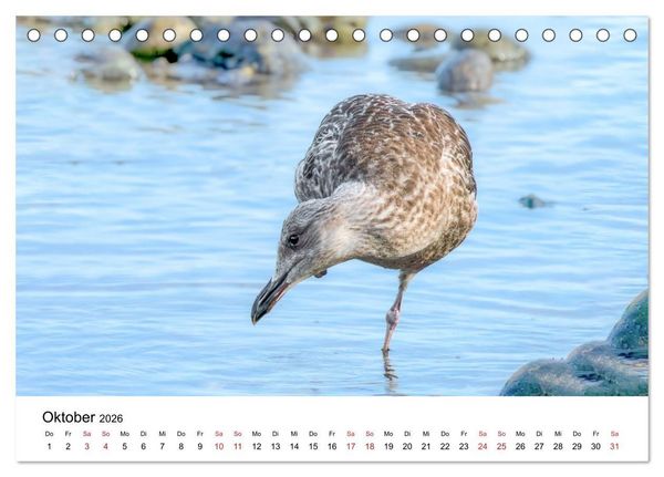 Produktbild: Wasserv&ouml;gel der Ostsee - Impressionen aus der L&uuml;becker Bucht (Tischkalender 2026 DIN A5 quer), CALVENDO Monatskalender