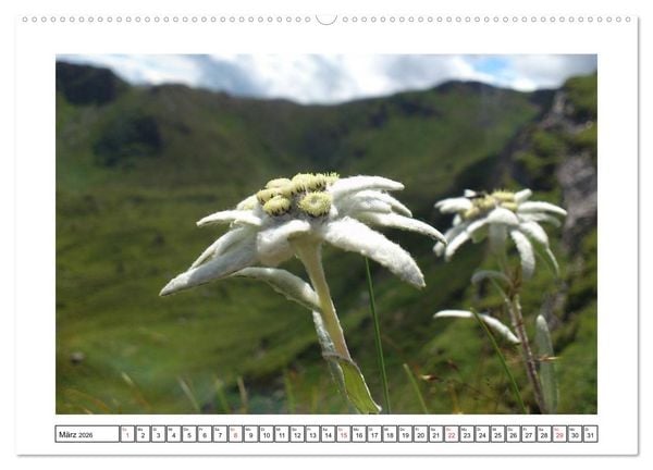 Produktbild: Alpenblumen. Bunte Welt in luftiger H&ouml;he (Wandkalender 2026 DIN A2 quer), CALVENDO Monatskalender