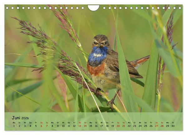 Produktbild: Faszination Zugv&ouml;gel - Rekorde in der Vogelwelt (Wandkalender 2026 DIN A4 quer), CALVENDO Monatskalender