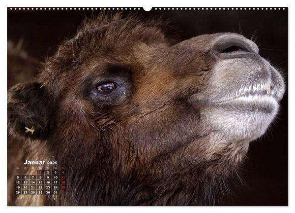 Produktbild: Kamele (hochwertiger Premium Wandkalender 2026 DIN A2 quer), Kunstdruck in Hochglanz