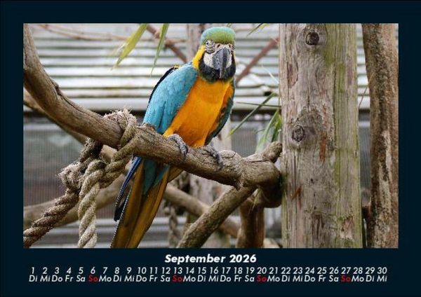 Produktbild: Vogelparadies 2026 Fotokalender DIN A5