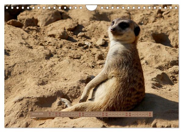 Produktbild: Erdm&auml;nnchen (Wandkalender 2026 DIN A4 quer), CALVENDO Monatskalender