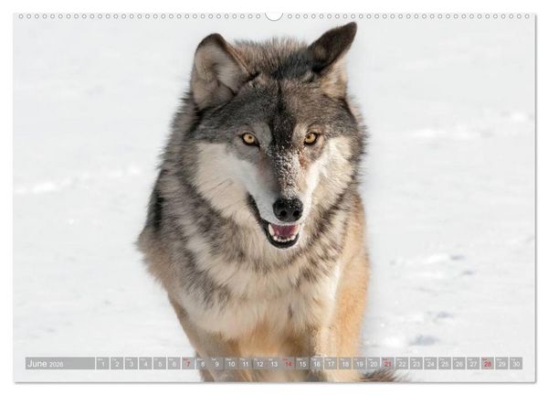 Produktbild: Wolves &bull; Faces of social hunters (High Quality Premium Wall Calendar 2026 DIN A2 landscape),CALVENDO 12 Month Wall Calendar