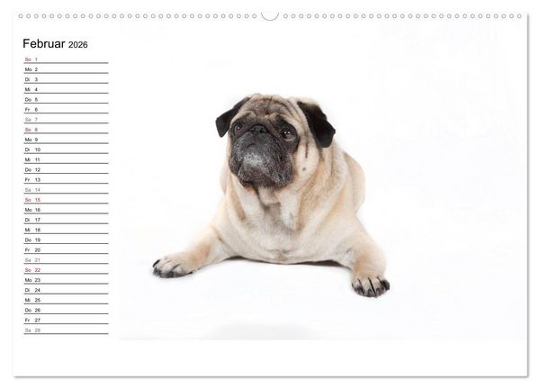 Produktbild: Mops - unwiderstehlich und charmant (hochwertiger Premium Wandkalender 2026 DIN A2 quer), Kunstdruck in Hochglanz