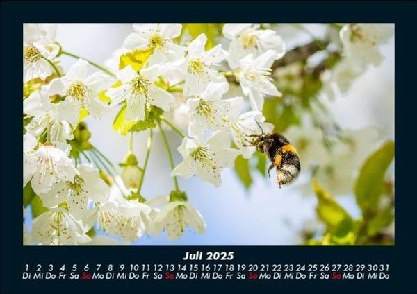Produktbild: Blumenzauber 2025 Fotokalender DIN A5