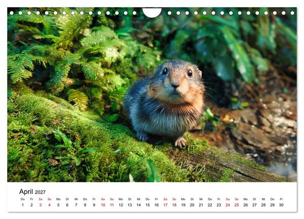 Produktbild: Lemminge - Kleine Helden der Tundra (Wandkalender 2027 DIN A4 quer), CALVENDO Monatskalender