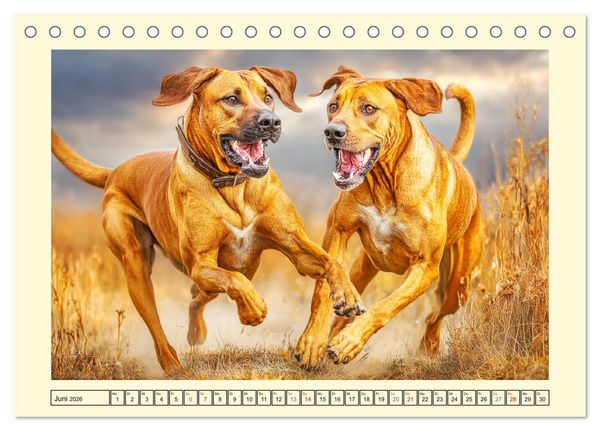 Produktbild: Rhodesian Ridgeback. Kraft und Sanftmut in vollkommener Balance (Tischkalender 2026 DIN A5 quer), CALVENDO Monatskalender