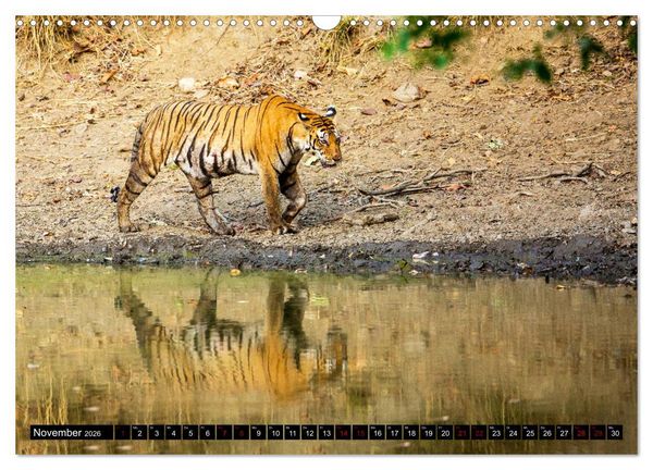 Produktbild: Indien - Im Reich des Tigers (Wandkalender 2026 DIN A3 quer), CALVENDO Monatskalender