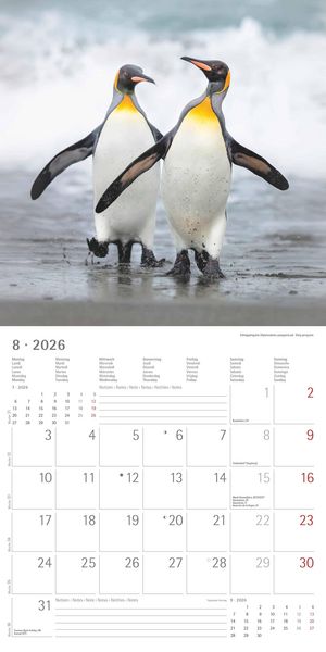 Pinguine 2026 - Broschürenkalender 30x30 cm (30x60 geöffnet) - Kalender mit Platz für Notizen - Penguins - Bildkalender - Wandplaner - Wandkalender