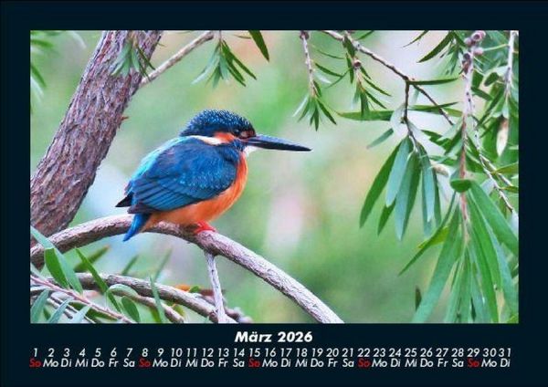Produktbild: Vogelparadies 2026 Fotokalender DIN A5