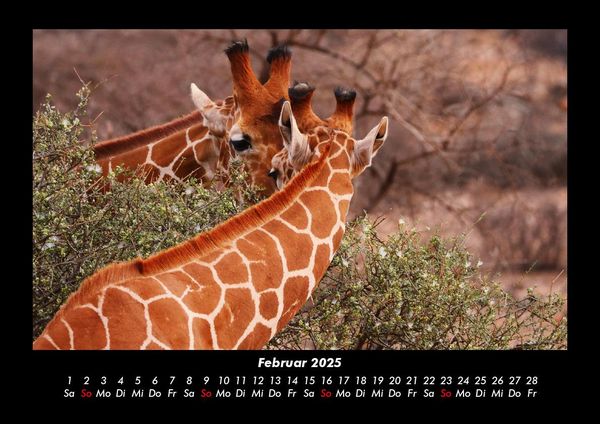 Produktbild: Giraffen 2025 Fotokalender DIN A3