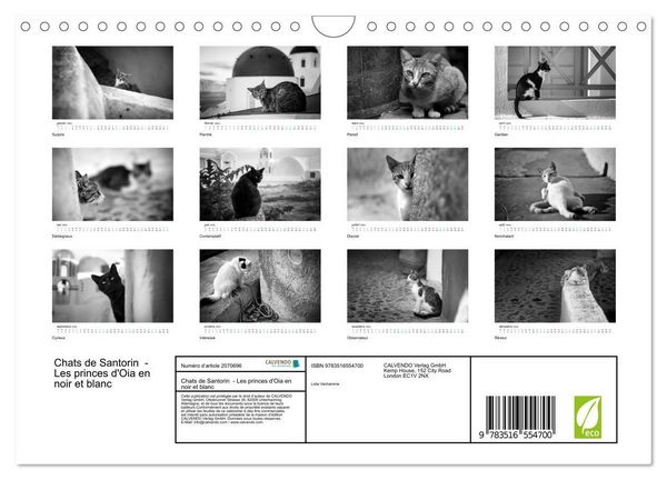 Produktbild: Chats de Santorin - Les princes d'Oia en noir et blanc (Calendrier mural 2026 DIN A4 vertical), CALVENDO calendrier mensuel