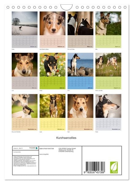 Produktbild: Kurzhaarcollies (Wandkalender 2026 DIN A4 hoch), CALVENDO Monatskalender