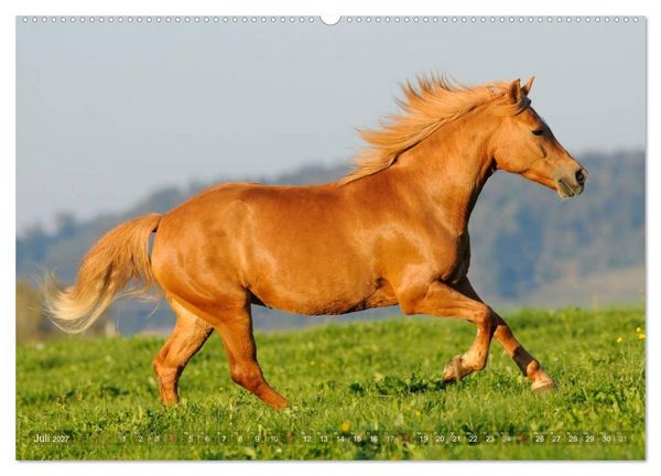 Produktbild: Haflinger Sch&ouml;nheiten (hochwertiger Premium Wandkalender 2027 DIN A2 quer), Kunstdruck in Hochglanz