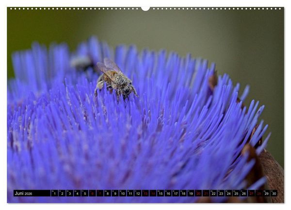 Produktbild: Insekten-Sommer (hochwertiger Premium Wandkalender 2026 DIN A2 quer), Kunstdruck in Hochglanz