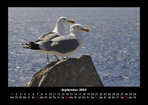 Produktbild: M&ouml;wen 2025 Fotokalender DIN A3