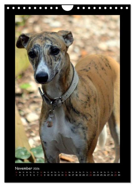 Produktbild: Ein Whippet wird erwachsen (Wandkalender 2026 DIN A4 hoch), CALVENDO Monatskalender