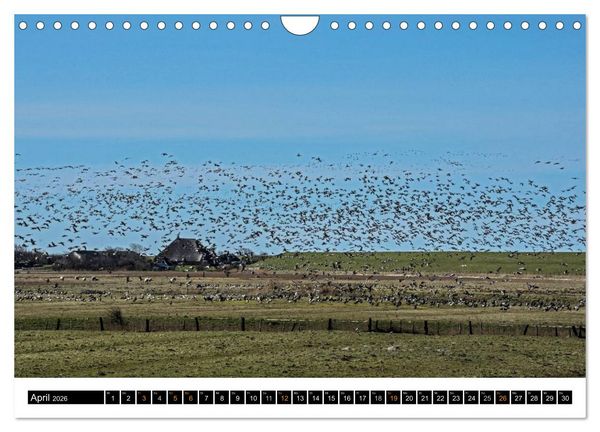 Produktbild: Tr&auml;umende Bilder - Die Nordseehalbinsel Eiderstedt (Wandkalender 2026 DIN A4 quer), CALVENDO Monatskalender
