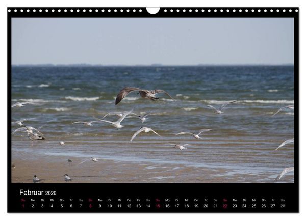 Produktbild: Texel, eine Perle Hollands (Wandkalender 2026 DIN A3 quer), CALVENDO Monatskalender