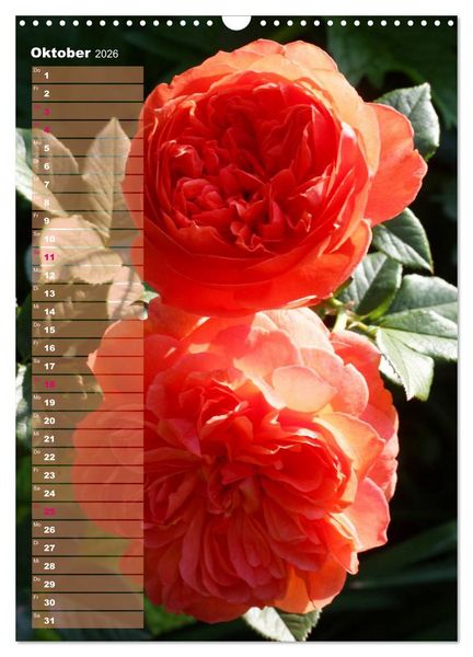 Produktbild: Rosen f&uuml;r DICH / Geburtstagskalender (Wandkalender 2026 DIN A3 hoch), CALVENDO Monatskalender