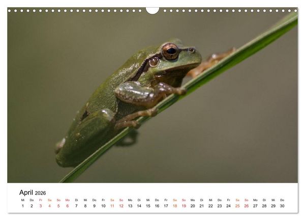Produktbild: Besucher im Garten - Laubfr&ouml;sche (Wandkalender 2026 DIN A3 quer), CALVENDO Monatskalender
