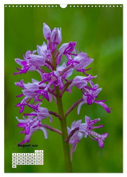Produktbild: Zauber der Natur - Heimische Orchideen und Wiesenblumen (Wandkalender 2026 DIN A3 hoch), CALVENDO Monatskalender