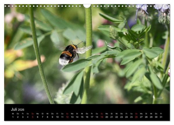 Produktbild: Hummelflug (Wandkalender 2026 DIN A3 quer), CALVENDO Monatskalender
